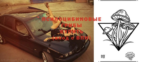 прущие грибы Абинск